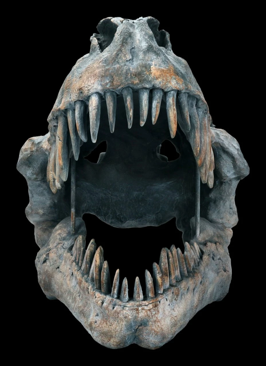 Totenkopf - Tyrannosaurus Rex - Groß 4 Totenkopf - Tyrannosaurus Rex - Groß – Bild 2
