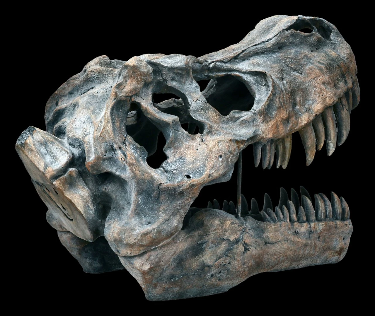 Totenkopf - Tyrannosaurus Rex - Groß 7 Totenkopf - Tyrannosaurus Rex - Groß – Bild 5
