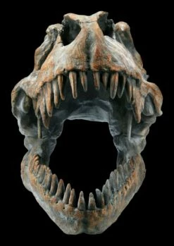 Totenkopf - Tyrannosaurus Rex - Mittel -FIGUREN Verkäufe ML11828 Totenkopf Tyrannosaurus Rex mittel 2 1280x1280