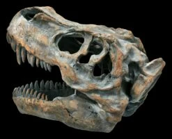 Totenkopf - Tyrannosaurus Rex - Mittel -FIGUREN Verkäufe ML11828 Totenkopf Tyrannosaurus Rex mittel 5 1280x1280
