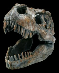 Totenkopf - Tyrannosaurus Rex - Klein -FIGUREN Verkäufe ML12402 Totenkopf Tyrannosaurus Rex klein 3 1280x1280