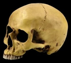 Menschlicher Schädel Ohne Unterkiefer -FIGUREN Verkäufe ML1802 Menschlicher Schaedel ohne Unterkiefer 3 1280x1280