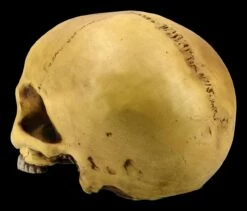 Menschlicher Schädel Ohne Unterkiefer -FIGUREN Verkäufe ML1802 Menschlicher Schaedel ohne Unterkiefer 5 1280x1280