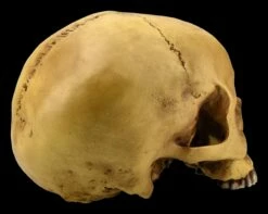 Menschlicher Schädel Ohne Unterkiefer -FIGUREN Verkäufe ML1802 Menschlicher Schaedel ohne Unterkiefer 8 1280x1280