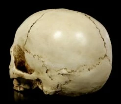 Menschlicher Totenkopf Ohne Unterkiefer -FIGUREN Verkäufe Menschlicher Totenkopf Ohne Unterkiefer 3 1280x1280