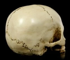 Menschlicher Totenkopf Ohne Unterkiefer -FIGUREN Verkäufe Menschlicher Totenkopf Ohne Unterkiefer 4 1280x1280