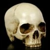 Menschlicher Totenkopf Ohne Unterkiefer -FIGUREN Verkäufe Menschlicher Totenkopf Ohne Unterkiefer 1280x1280