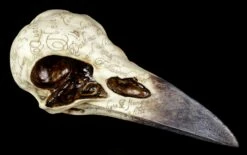 NEMESIS NOW Edgar's Raben Schädel - Nevermore -FIGUREN Verkäufe Raben Schaedel Nevermore 5 1280x1280