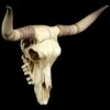 Longhorn Rinderschädel -FIGUREN Verkäufe Rinder Totenkopf Wanddeko 1280x1280