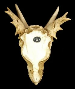 Wandrelief - Schädel Des Letzten Drachen -FIGUREN Verkäufe Schaedel Drachen 657ce52d1e3079 1280x1280