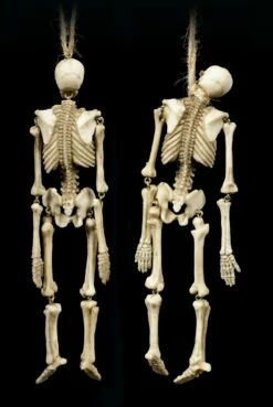 Skelett Figuren Zum Hängen - 2er Set -FIGUREN Verkäufe Skelett Figuren Zum Haengen 2er Set 3 1280x1280