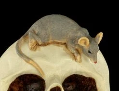 Spardose - Totenkopf Mit Maus -FIGUREN Verkäufe Spardose Totenkopf Maus 8 1280x1280