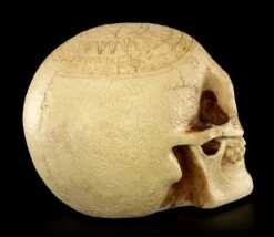 Totenkopf - Crane Astrologie -FIGUREN Verkäufe Totenkopf Crave Astrologie 6 1280x1280