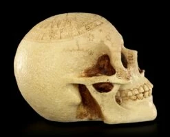 Totenkopf - Crane Astrologie -FIGUREN Verkäufe Totenkopf Crave Astrologie 7 1280x1280