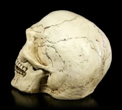 Totenkopf Für Den Garten 10 Totenkopf Für Den Garten -FIGUREN Verkäufe Totenkopf Fuer Den Garten 3 1280x1280