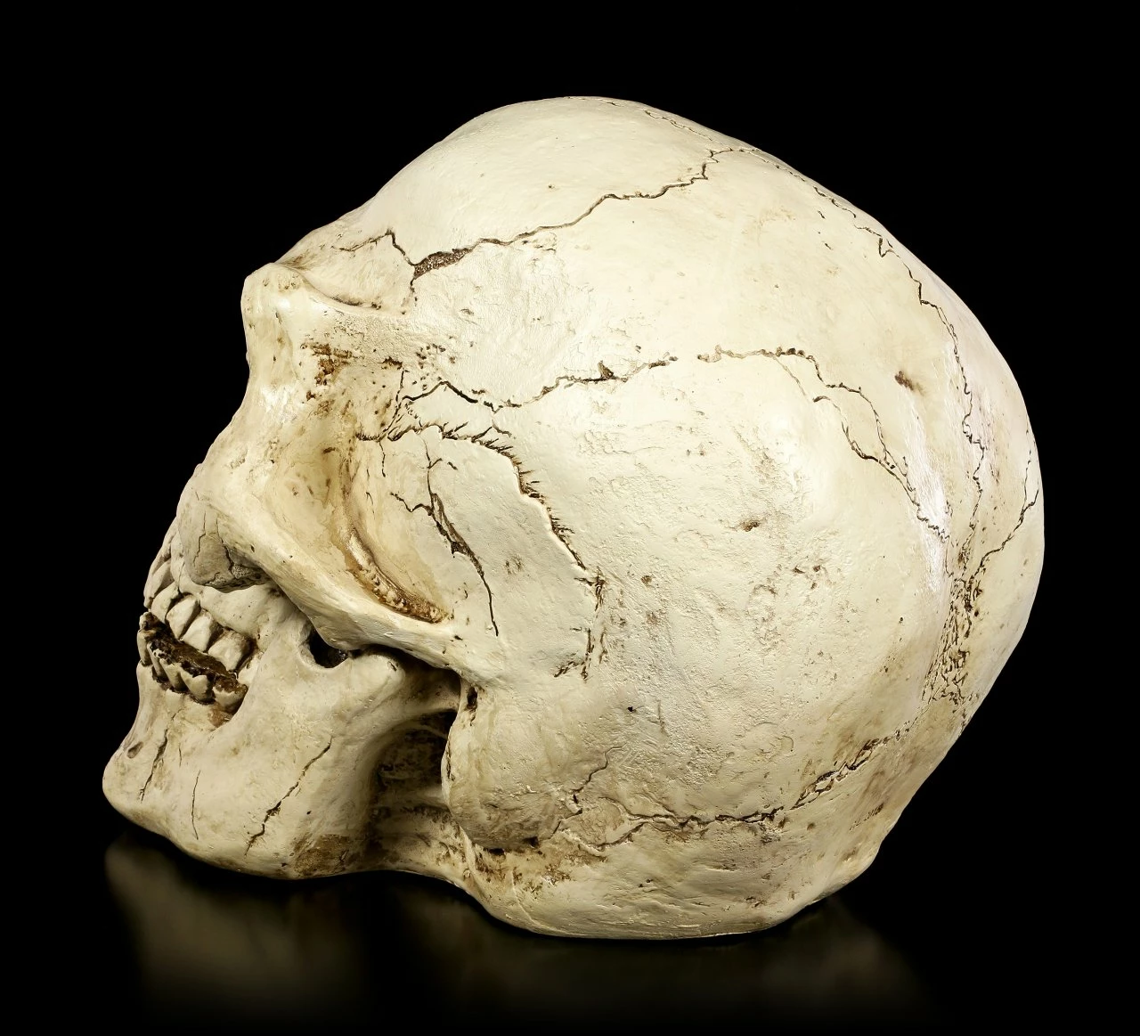 Totenkopf Für Den Garten 6 Totenkopf Für Den Garten – Bild 4