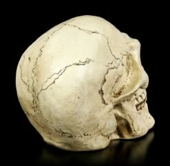 Totenkopf Für Den Garten 11 Totenkopf Für Den Garten -FIGUREN Verkäufe Totenkopf Fuer Den Garten 4 1280x1280