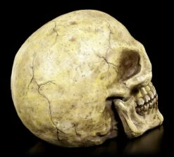 Totenkopf Groß 11 Totenkopf Groß -FIGUREN Verkäufe Totenkopf Gross 4 1280x1280