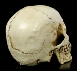 Totenkopf Mit Unterkiefer - Skull Head -FIGUREN Verkäufe Totenkopf Mit Unterkiefer Skull Head 4SPzHjKPOLYNzU 1280x1280