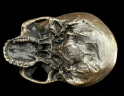 Totenkopf Ohne Unterkiefer - Antik Goldfarben -FIGUREN Verkäufe Totenkopf Ohne Unterkiefer Antik 8 1280x1280