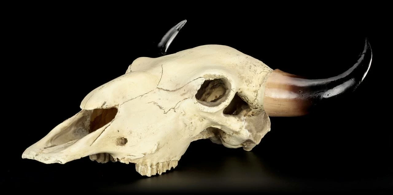 Totenkopf - Rinder Schädel Western 13 Totenkopf - Rinder Schädel Western – Bild 11