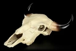 Totenkopf - Rinder Schädel Western 15 Totenkopf - Rinder Schädel Western -FIGUREN Verkäufe Totenkopf Rinder Schaedel 2 1280x1280