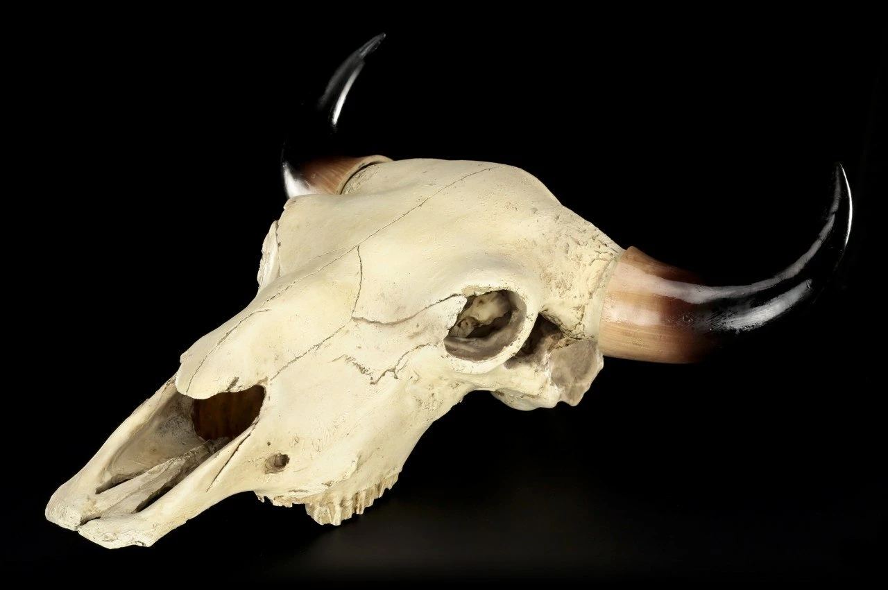 Totenkopf - Rinder Schädel Western 5 Totenkopf - Rinder Schädel Western – Bild 3