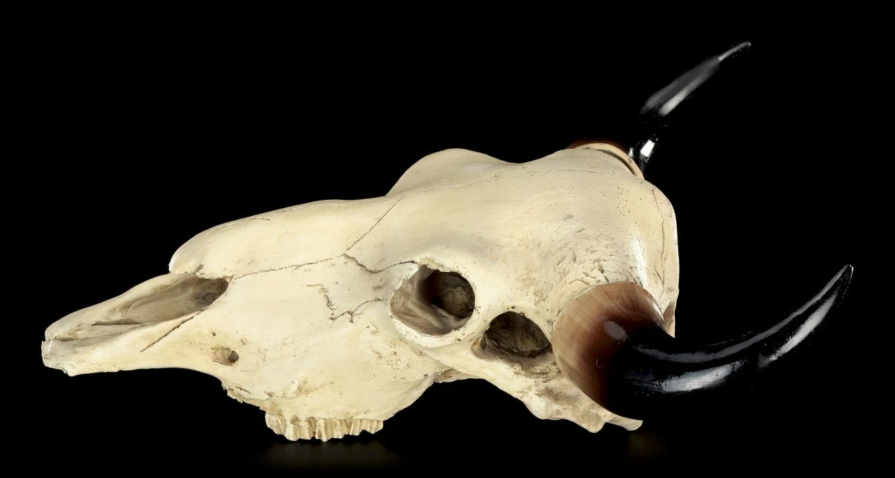 Totenkopf - Rinder Schädel Western 6 Totenkopf - Rinder Schädel Western – Bild 4