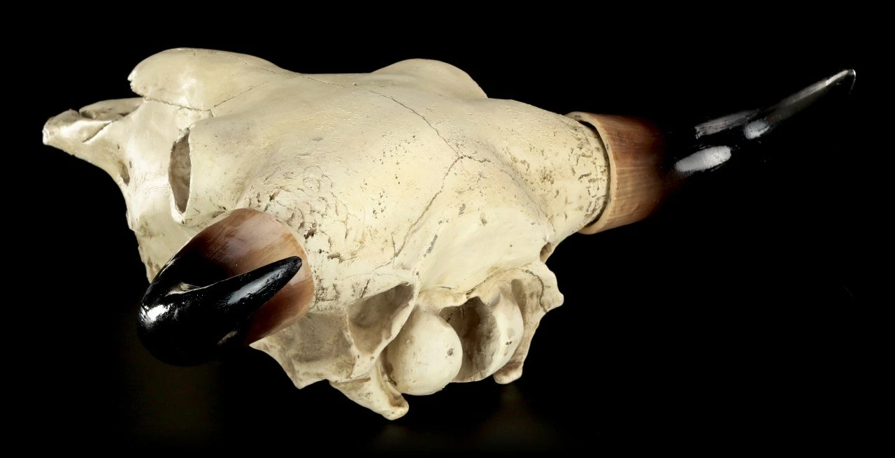 Totenkopf - Rinder Schädel Western 7 Totenkopf - Rinder Schädel Western – Bild 5