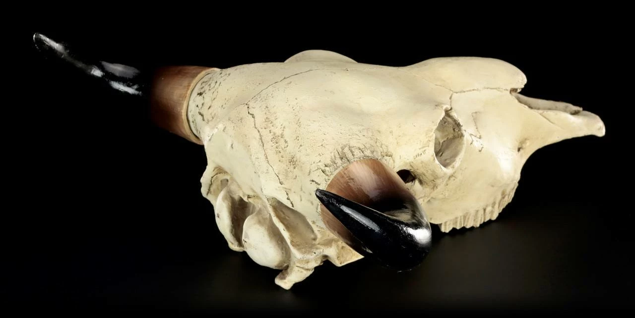 Totenkopf - Rinder Schädel Western 9 Totenkopf - Rinder Schädel Western – Bild 7