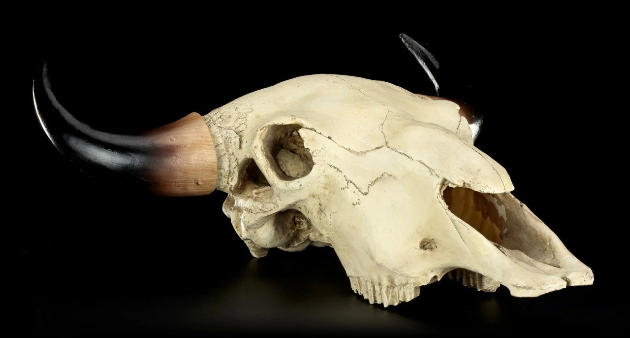 Totenkopf - Rinder Schädel Western 11 Totenkopf - Rinder Schädel Western – Bild 9