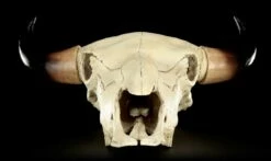 Totenkopf - Rinder Schädel Western 22 Totenkopf - Rinder Schädel Western -FIGUREN Verkäufe Totenkopf Rinder Schaedel 9 1280x1280