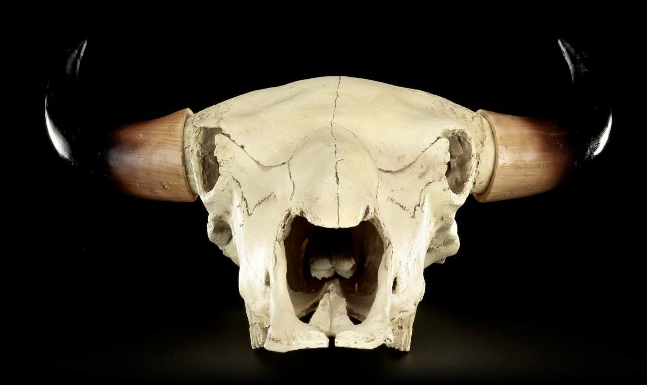 Totenkopf - Rinder Schädel Western 12 Totenkopf - Rinder Schädel Western – Bild 10