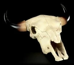 Totenkopf - Rinder Schädel Western