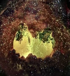 Drachenfigur Bunt - Wächter Der Brut -FIGUREN Verkäufe W chter der Brut 1280x1280