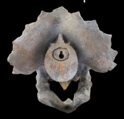 Wandrelief - Dinosaurier Kopf - Triceratops -FIGUREN Verkäufe Wandrelief Dinosaurier Kopf 2 1280x1280