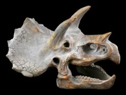 Wandrelief - Dinosaurier Kopf - Triceratops -FIGUREN Verkäufe Wandrelief Dinosaurier Kopf 3 1280x1280