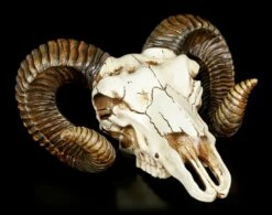 Wandrelief - Widder Totenkopf -FIGUREN Verkäufe Wandrelief Widder Totenkopf 2 1280x1280