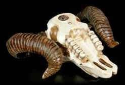 Wandrelief - Widder Totenkopf -FIGUREN Verkäufe Wandrelief Widder Totenkopf 3 1280x1280